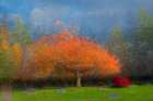 USA, Washington State, Bellingham. Composite abstract of tree in autumn colors in cemetery. Art Print